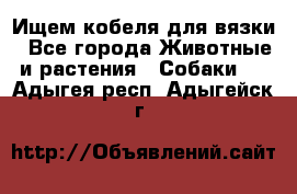 Ищем кобеля для вязки - Все города Животные и растения » Собаки   . Адыгея респ.,Адыгейск г.
